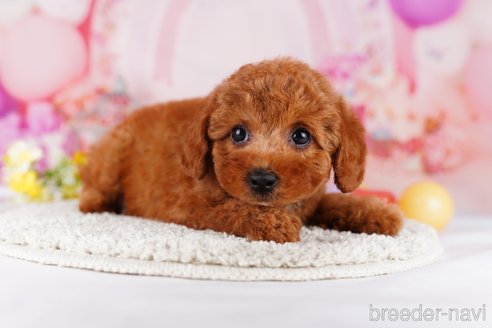 成約済の茨城県のトイプードル-283357の2枚目